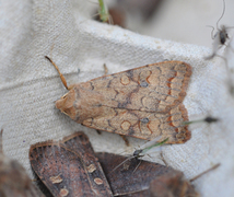 Bølgelinjet høstfly (Agrochola circellaris)