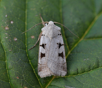 Grått kilefly (Eugnorisma glareosa)