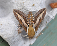 Mauresvermer (Hyles gallii)