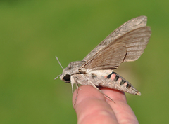 Vindelsvermer (Agrius convolvuli)