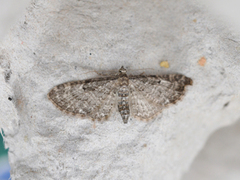 Eikedvergmåler (Eupithecia dodoneata)