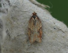 Mjødurtflatvikler (Acleris aspersana)