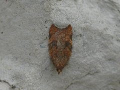 Nettflatvikler (Acleris rhombana)