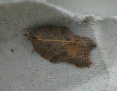 Konkavflatvikler (Acleris emargana)