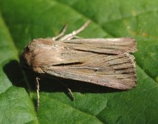 Kommagressfly (Leucania comma)