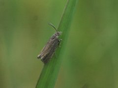 Grå rotvikler (Dichrorampha plumbana)