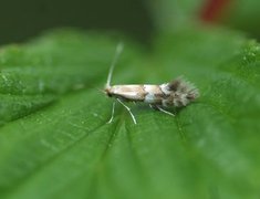 Phyllonorycter hilarella