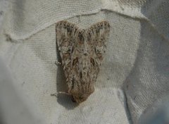 Lyst sandengfly (Apamea anceps)