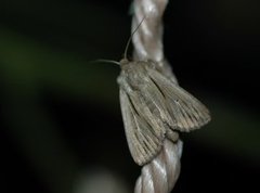 Kommagressfly (Leucania comma)