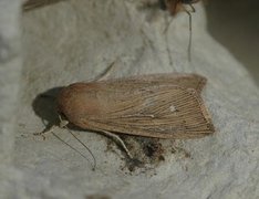 Punktgressfly (Leucania obsoleta)