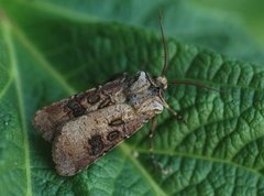 Brunpudret jordfly (Agrotis clavis)