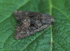 Slåttengfly (Apamea remissa)