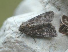 Slåttengfly (Apamea remissa)