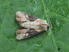 Sumpengfly (Lateroligia ophiogramma)