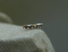 Argyresthia brockeella