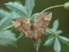 Blåbærmåler (Eulithis populata)