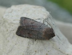 Barskogfly (Protolampra sobrina)