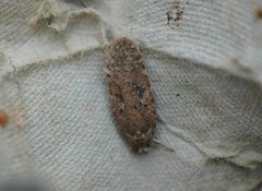 Agonopterix ciliella/heracliana