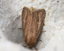 Dunkjevlefly (Nonagria typhae)