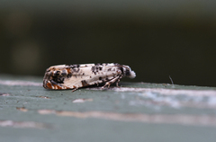 Landøydaengvikler (Eucosma campoliliana)