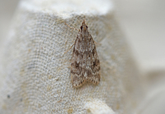 Junimosemott (Scoparia ambigualis)