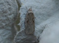 Agonopterix ocellana