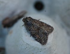 Slåttengfly (Apamea remissa)