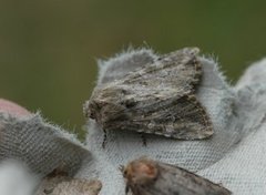 Lyst sandengfly (Apamea anceps)