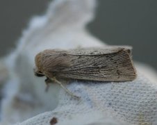 Punktgressfly (Leucania obsoleta)