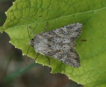 Lyst sandengfly (Apamea anceps)