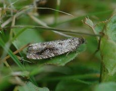 Heggekveldvikler (Epinotia signatana)