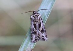 Fagerjordfly (Agrotis vestigialis)