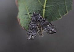 Skogkvistfly (Xylena solidaginis)