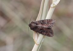 Rørengfly (Apamea unanimis)