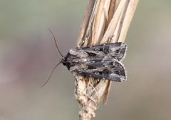 Fagerjordfly (Agrotis vestigialis)