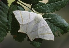 Stjertmåler (Ourapteryx sambucaria)