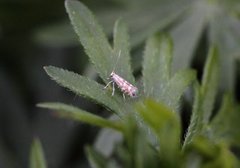 Phyllonorycter quinqueguttella