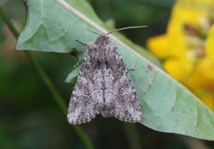 Lyst sandengfly (Apamea anceps)