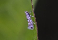 Phyllonorycter quinqueguttella