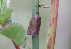 Heibladvikler (Aphelia viburniana)