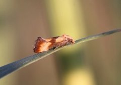 Blodtoppraktvikler (Eupoecilia sanguisorbana)