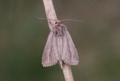 Dunkjevlefly (Nonagria typhae)