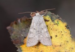 Pudderfly (Ammoconia caecimacula)