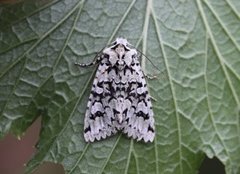 Grønt eikefly (Griposia aprilina)