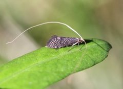 Nematopogon robertella