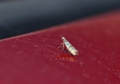 Argyresthia trifasciata