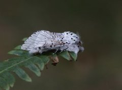 Stor gaffelstjert (Cerura vinula)