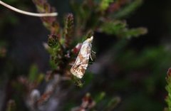 Rødknappraktvikler (Aethes hartmanniana)