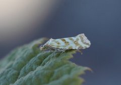 Gullpraktvikler (Aethes margaritana)