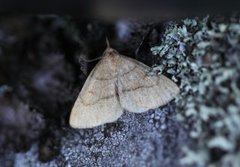 Gulbrunt viftefly (Paracolax tristalis)